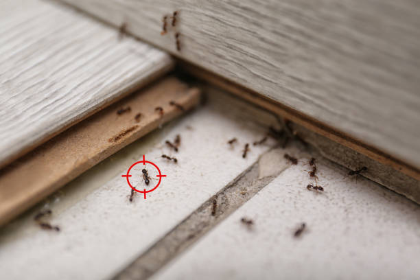Best Best Pest Control Companies  in Falmouth, VA