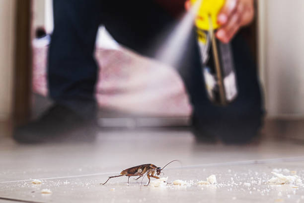 Reliable Falmouth, VA Pest Control Solutions