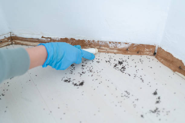 Best Commercial Pest Control Services  in Falmouth, VA