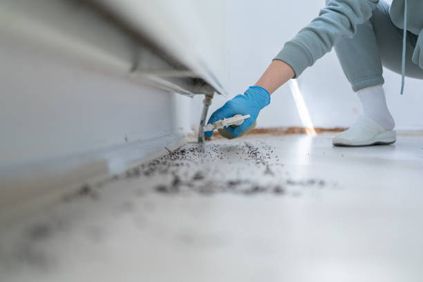Best Rat Extermination Near Me  in Falmouth, VA